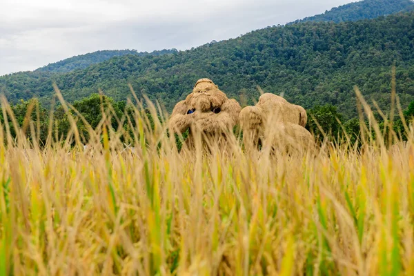 stock image CHIANG MAI, THAILAND - October 17, 2020 : King Kong Straw Puppet in Rice Field, Chiang Mai Province