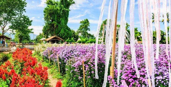 Chiang Mai Thailand October 2020 Panorama View Beautiful Flower Garden — Fotografia de Stock