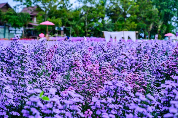 Красивый Цветочный Сад Провинции Чиангмай Таиланд — стоковое фото