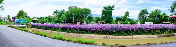Chiang Mai Thailand October 2020 Panorama View Beautiful Flower Garden — Foto de Stock