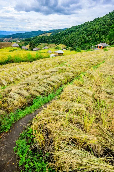 stock image Pa Bong Piang Rice Terraces at Chiang Mai Province, Thailand.