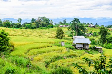 Pa Bong Piang Rice Terraces at Chiang Mai Province, Thailand.