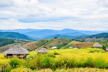 Pa Bong Piang Rice Terraces at Chiang Mai Province, Thailand.