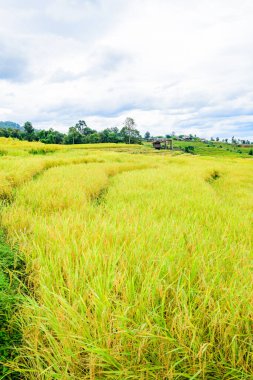 Pa Bong Piang Rice Terraces at Chiang Mai Province, Thailand.