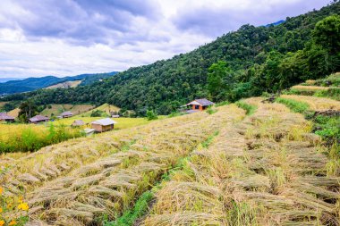 Pa Bong Piang Rice Terraces at Chiang Mai Province, Thailand.