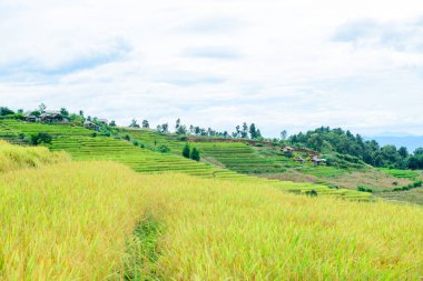 Pa Bong Piang Rice Terraces at Chiang Mai Province, Thailand.