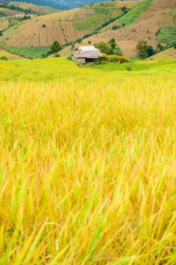 Pa Bong Piang Rice Terraces at Chiang Mai Province, Thailand.