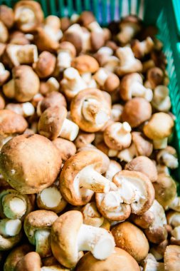 Fresh Shiitake Mushroom in Basket, Chiangmai Province.