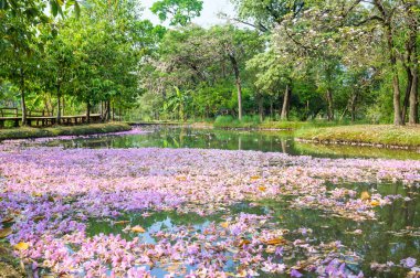 Pink Tecoma flowers fall into the lake, creating a beautiful landscape in Suan Rot Fai park, Bangkok. clipart