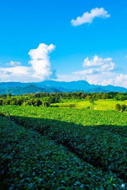 Çay plantasyon içinde Chiang rai Eyaleti, Tayland.