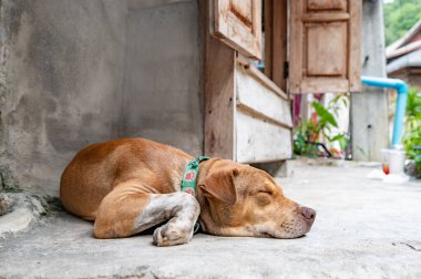 Thai dog with country background, Chiang Mai Province.