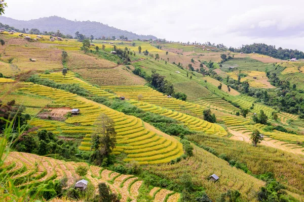 stock image Pa Bong Piang Rice Terraces at Chiang Mai Province, Thailand.