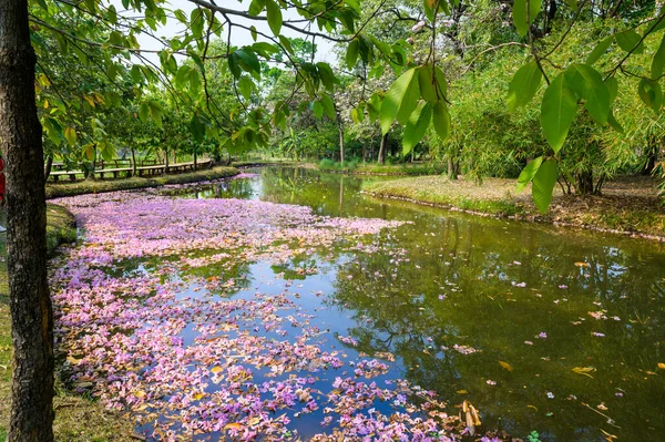 Pembe Tecoma çiçekleri göle düşer ve Bangkok 'taki Suan Rot Fai parkında güzel bir manzara yaratır..