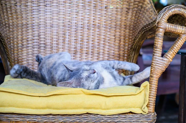 Graue Katze Auf Dem Stuhl Provinz Nan — Stockfoto