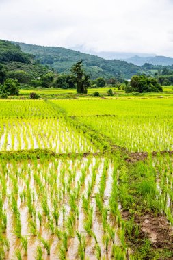 Rice field in Phayao province, Thailand.