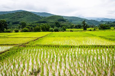 Rice field in Phayao province, Thailand.