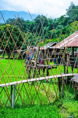 Tayland 'ın Pua bölgesinde küçük köprüsü olan pirinç tarlası..