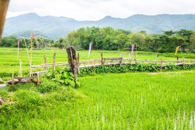 Tayland 'da pirinç tarlası olan küçük bir köprü..