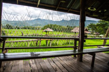 Tayland 'da pirinç tarlası olan küçük bir köprü..