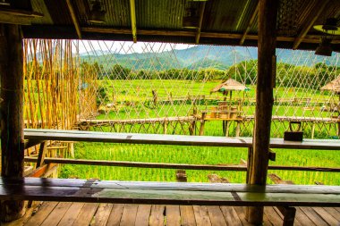 Tayland 'da pirinç tarlası olan küçük bir köprü..