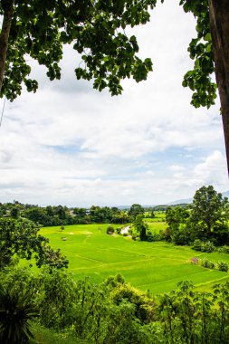 Tayland 'ın Pua bölgesindeki pirinç tarlası.