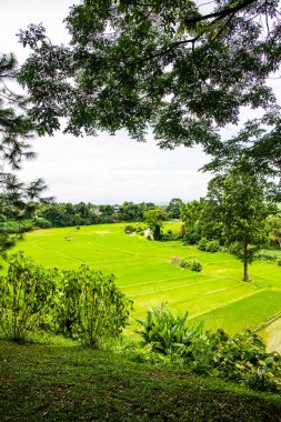 Tayland 'ın Pua bölgesindeki pirinç tarlası.