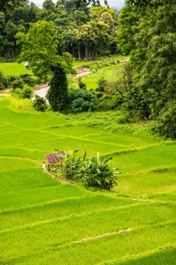 Tayland 'ın Pua bölgesindeki pirinç tarlası.