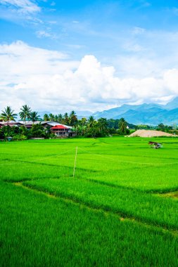 Tayland 'ın Pua bölgesindeki pirinç tarlası.