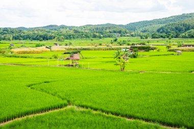 Tayland 'ın Pua bölgesindeki pirinç tarlası.