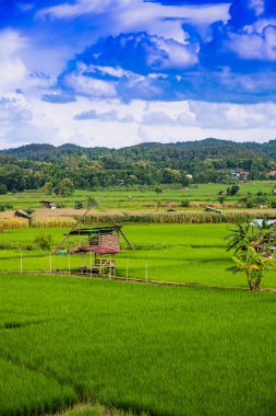 Nan 'ın Pua ilçesindeki pirinç tarlası.