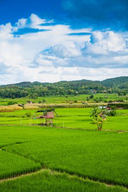 Nan 'ın Pua ilçesindeki pirinç tarlası.