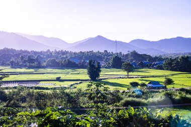 Tayland 'ın Lampang bölgesindeki Muang Pan bölgesinde pirinç tarlası.