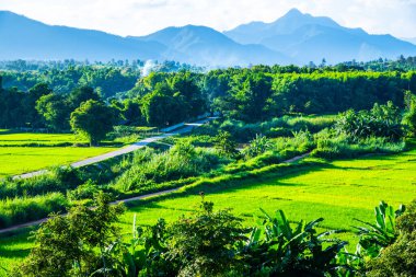 Tayland 'ın Lampang bölgesindeki Muang Pan bölgesinde pirinç tarlası.