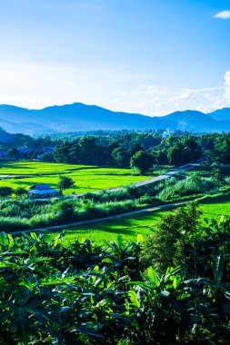 Tayland 'ın Lampang bölgesindeki Muang Pan bölgesinde pirinç tarlası.