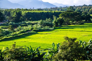 Tayland 'ın Lampang bölgesindeki Muang Pan bölgesinde pirinç tarlası.