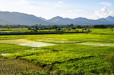 Tayland 'ın Lampang bölgesindeki Muang Pan bölgesinde pirinç tarlası.