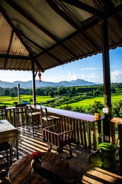 Tayland 'ın Lampang bölgesindeki Muang Pan bölgesinde pirinç tarlası.