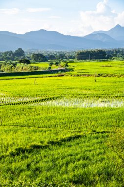 Tayland 'ın Lampang bölgesindeki Muang Pan bölgesinde pirinç tarlası.