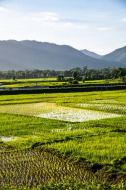 Tayland 'ın Lampang bölgesindeki Muang Pan bölgesinde pirinç tarlası.