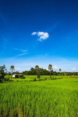 Tayland 'ın Chiangmai bölgesindeki pirinç tarlası..