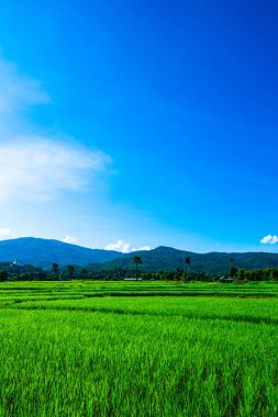 Tayland 'ın Chiangmai bölgesindeki pirinç tarlası..