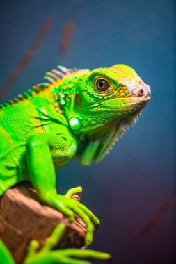 Tayland 'da yeşil iguana.