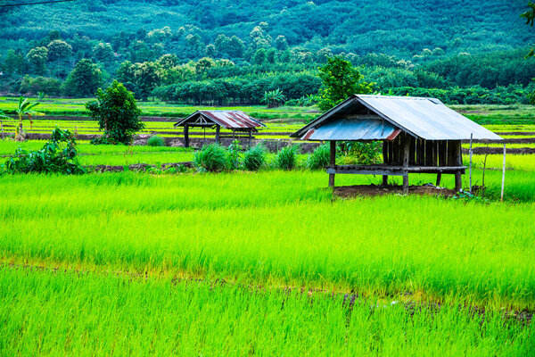Rice field in Phayao province, Thailand.