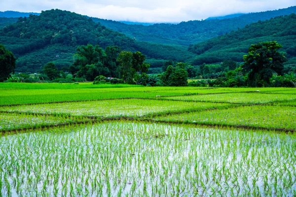 Rice Field Phayao Province Thailand — Zdjęcie stockowe