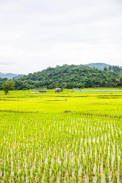 Rice Field Phayao Province Thailand —  Fotos de Stock