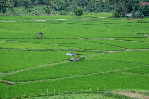 Beautiful Rice Field Wat Phuket View Point Thailand — Stock Photo, Image