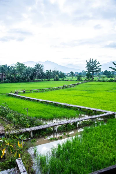Beautiful Rice Field Pua District Thailand — Stock Photo, Image