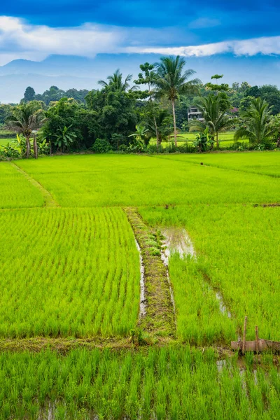 Рисовое Поле Округе Пуа Провинция Нань — стоковое фото