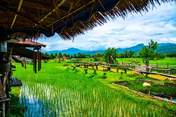 Rice Field Pua District Thailand — Stock Photo, Image