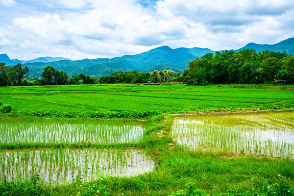 Reisfeld Distrikt Pua Thailand — Stockfoto